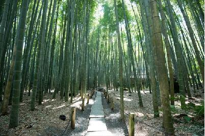 Hachimangu Shrine, as well as hidden treasures of Kamakura.