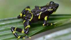 Kaminando in Panama A biodiversity hot spot! Panama one of the most complex ecosystems on earth. national parks.