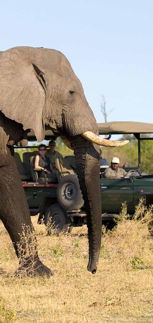 Activities Selinda Camp offers game drives throughout the day focusing primarily on early morning and afternoon and early evening game drives but full day drives are common if guests prefer.