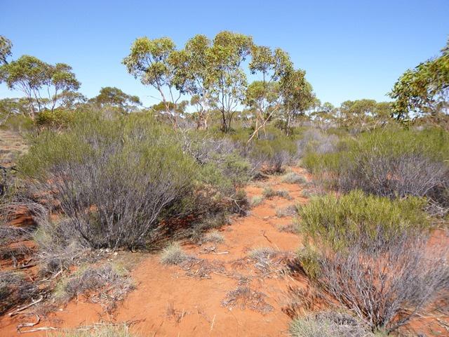 Diatreme Resources is an Australian based diversified mineral explorer with significant projects in WA, SA, VIC and Qld.