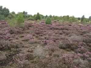Pic 7: Typical Bord na Móna rehabilitated and re-colonised Bogs (Photo, left, sourced from http://www.heartland.ie/exhibition/environment, photo, right, sourced from http://www.bordnamona.