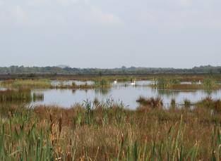 Since the 1990s, Bord na Móna has adopted a programme of enhancement of biodiversity which has become closely linked to the after-use and rehabilitation of cutaway bogs.