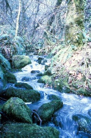 Creek, and numerous headwater streams, but in lesser quantities than historic levels. The riparian vegetation is important for both habitat and water quality.