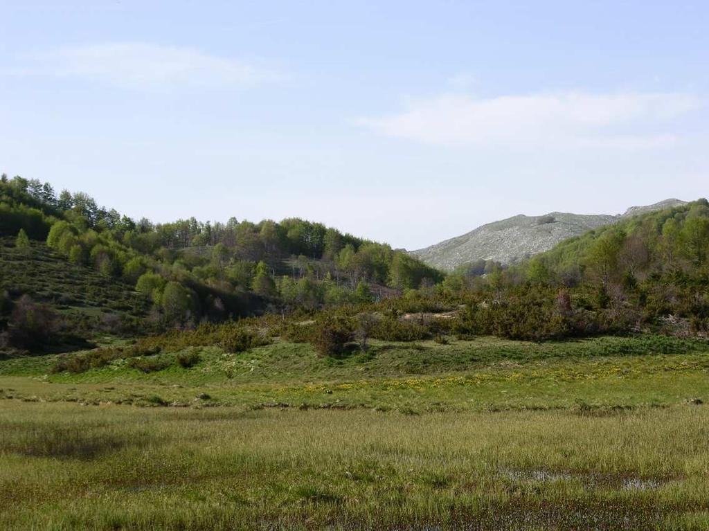 Wetland Ezerca (Lakavica area, Macedonia) close to Albanian border. The wetland is overgrown with Menianthes trifoliata, a rare plant species in Macedonia.