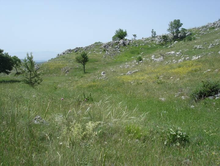 frainetto, Q. trojana, Carpinus orientalis, etc.), while southern slopes are dominated by extended grasslands, intensively used by sheep and goats.
