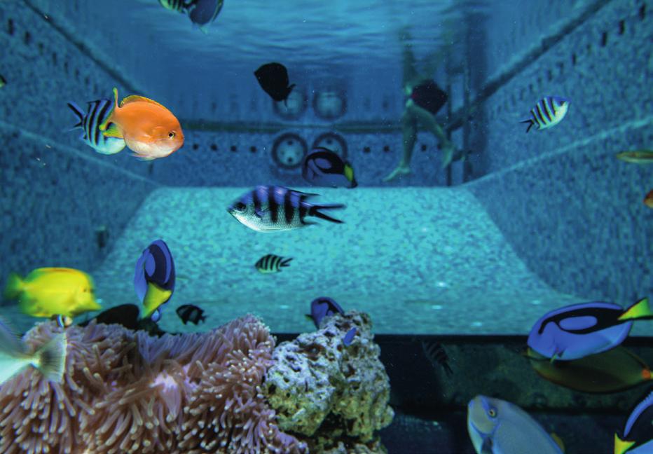 Live coral reef aquarium The main