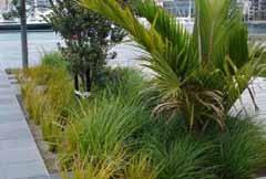 URBAN Other benefits of WSUD include: FOREST URBAN Provision of irrigation to the urban landscape, urban forest FOOD and living architecture elements such as green roofs, walls and facades Figure 01: