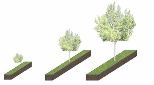 To assist with wayfinding and the enhancement FRANKLIN of ST city character, street tree planting should be used to reinforce the grid structure.