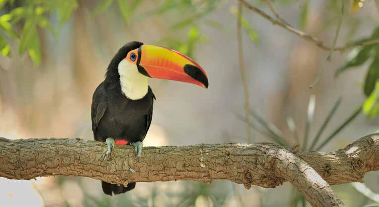 Native Toucan Natural World Wonders of the Galapagos and Amazon Join us for this unparalleled journey and discover the wonders of the natural world as we explore the Galapagos Islands and Amazon