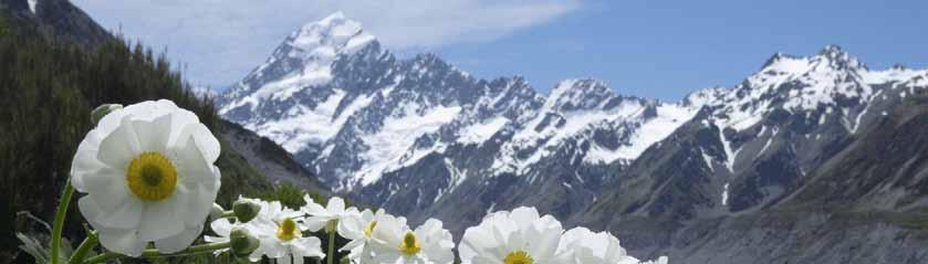 Mount Cook Lily - Mount Cook National Park Paramount New Zealand 10 days, 9 nights from US$1635 twin-share 9 nights accommodation Mount Cook National Park Milford Sound Cruise including lunch Skyline
