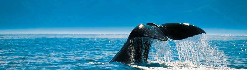 Spirit of the South Whale Watching - Kaikoura 10 days, 9 nights from US$1494 twin-share 9 nights accommodation TranzCoastal Train Journey Abel Tasman National Park Tour Twin Glacier Tour Milford