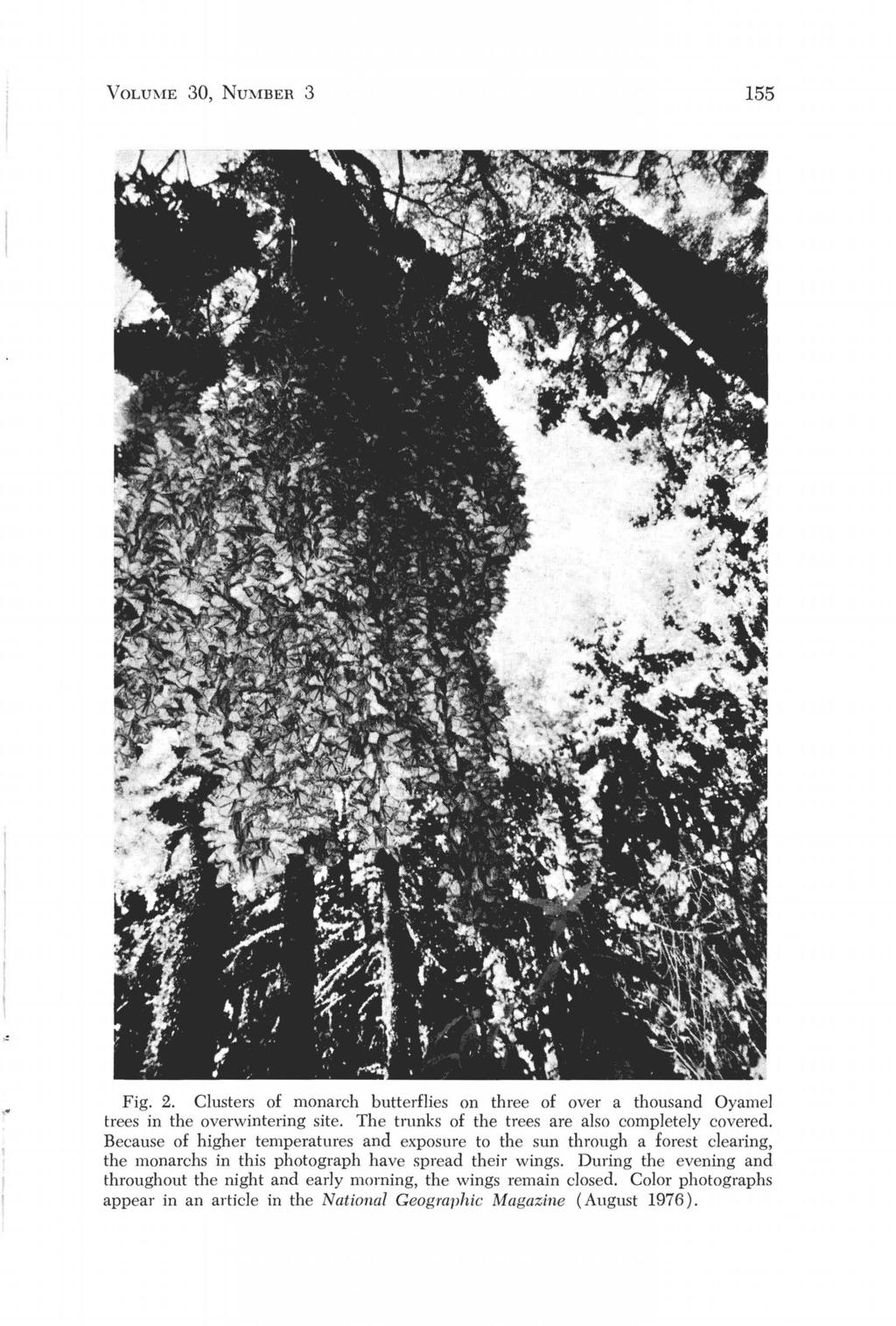 VOLUME 30, NUMBER 3 155 Fig. 2. Clusters of monarch butterflies on three of over a thousand Oyamel trees in the overwintering site. The trunks of the trees are also completely covered.