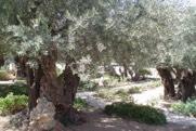 At the foot of the hill see the Garden of Gethsemane with its ancient olive trees and the Church of All Nations (with the rock where Jesus prayed in agony). Holy Mass* is celebrated here.