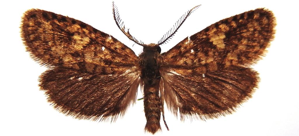Nat. Croat. Vol. 25(2), 2016 309 E. balcanica has not been known in Serbia before, thus it is a new genus and a new species for the country.
