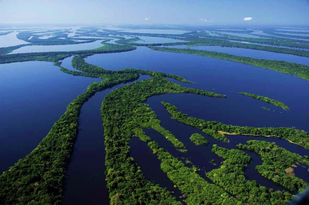 AMAZON FOREST