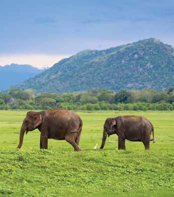 PRIVATE TRAVEL SRI LANKA SRI LANKAN STYLE LENGTH: 8 DAYS START: COLOMBO FINISH: GALLE TRAVEL STYLE: PRIVATE TRAVEL HIGHLIGHTS AT A GLANCE Climb to the top of Sigiriya Rock for sweeping views of the
