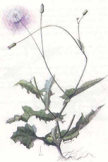 Công dụng. Toàn cây, nấu canh ăn rất ngon hoặc canh láo nháo. Vị hơi chua, tính bình, lợi sữa, thanh nhiệt, giải độc, trị mụn nhọt. 7. Chenopodium ficifolium Smith (Chenopodium album L.