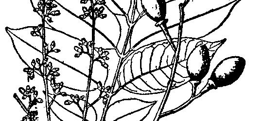 Hoa to 5 mm, cánh hoa có gân lồi; có đĩa mật do 5 tuyến tạo thành. Nhị ép 5; bầu một ô (Hình Q6). Nơi sống. Cây mọc hoang trong rừng Công dụng.