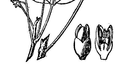 Các loài thường gặp có trám trắng, trám đen, trám chim Hình Q7A. Canarium album [12] Canarium album (Lour.) Raeusch. ex DC. - Trám trắng Nhận dạng.