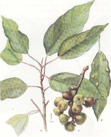 33. Artoccarpus tonkinensis A. Chev. ex Gagnep.. Chay, Chay Bắc bộ Họ Dâu tằm (Moraceae) Nhận dạng. Cây gỗ to, cao đến 15 m, thân nhẵn, mọc thẳng, phân cành nhiều.
