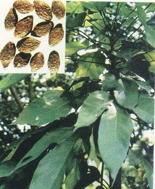 39. Nephelium lapaceum L. Chôm chôm. Vải guốc Họ Bồ hòn (Sapindaceae) Nhận dạng. Cây gỗ nhỏ hoặc trung bình. Cành non có lông màu nâu.
