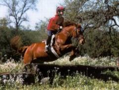 Eventing and Cross Country 13 acres of