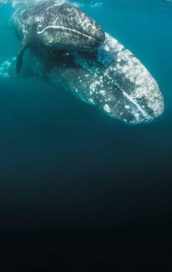 THE ULTIMATE: UP CLOSE WITH GRAY WHALES 8 DAYS/7 NIGHTS Aboard National Geographic Sea Bird DATES: 2017 Jan. 14*, 21, 28*; Feb. 4, 11*, 18, 25*; Mar.