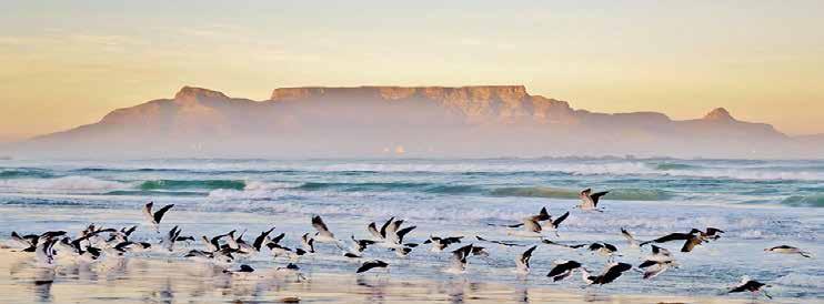 TOUR INCLUSIONS HIGHLIGHTS Discover Cape Town on a half day city tour Enjoy a full day Cape Peninsula Tour Visit Cape Nature Reserve and the Boulders Beach Penguin Colony Enjoy a full day Cape