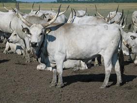 12: Buša spada u grupu kratkorogih goveda. Poznata je pod nazivom domaće planinsko goveče. Nekada je ova rasa bila najzastupljenija na Balkanskom poluostrvu.