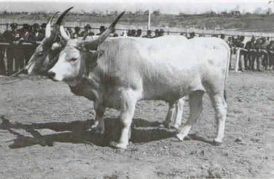 Nekada se koristila za rad, a manje za proizvodnju mesa i mleka. Slika br. 14: Kolubarsko goveče (kolubarac) bilo je rasprostranjeno u severnoj Srbiji, u Kolubarskom basenu i Mačvi.