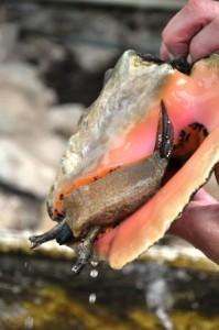 Visitors get up close and personal with adult conchs. Want to see more?