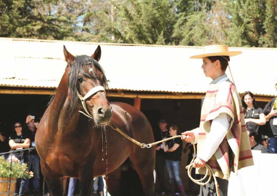 EQUESTRIAN SHOW The Chilean horse, also known as Corralero, is a breed very present in the central zone and it is known by its strong muscles and speed.