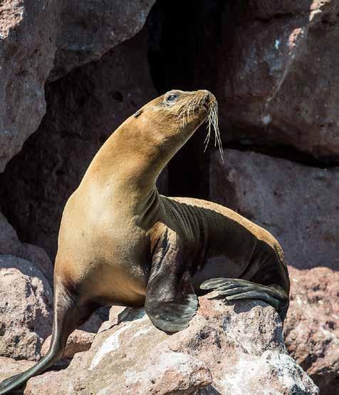 baja and galapagos Separate from our Pacific Northwest and California cruises Ronn Patterson and Dolphin Charters set up one or more Ecuador and Baja trips each year.