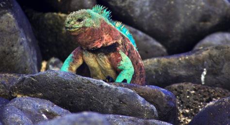 Galapagos Journey In the world of adventure travel, no destination has more allure than the Galapagos Islands.