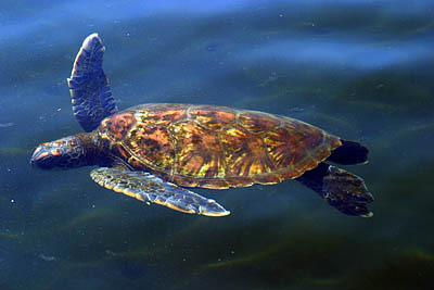 October 3 AM Black Turtle Cove - Santa Cruz Island Black Turtle Cove is situated