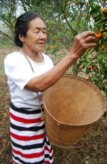 Guba Guesthouse Machanbaw Kaung Mu Lon, a picturesque Khamti Shan village Rawang woman harvesting fruit Myitkyina,