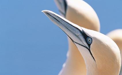 Experience the exhilarating spectacle of sea birds, including guillemot, kittiwakes, razorbills and puffins at the Fowlsheugh RSPB reserve south of Stonehaven where as many as 13,000 birds breed on