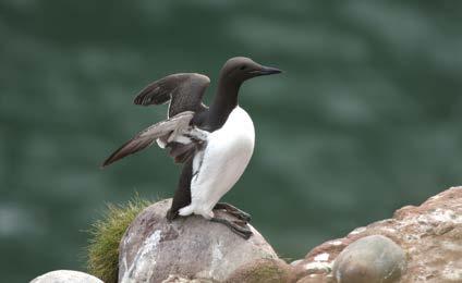 Experience the exhilarating spectacle of sea birds, including guillemot, kittiwakes, razorbills and puffins at the Fowlsheugh RSPB reserve south of Stonehaven where as many as 13,000 birds breed on