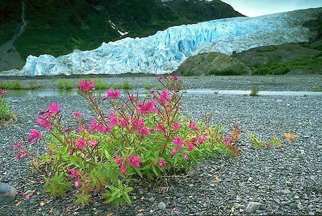 You can stroll the trails, walk very close to an active glacier or take a ranger-led walk.