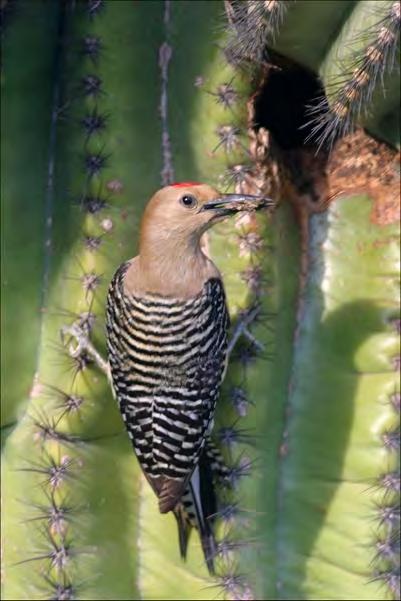 The park provides exceptional opportunities for visitors to escape the sprawling Tucson metropolis and discover what plants and animals can live in their backyard.