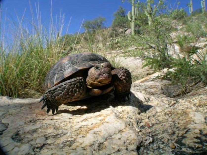 cacti and the desert tortoise, are not adapted to fire.