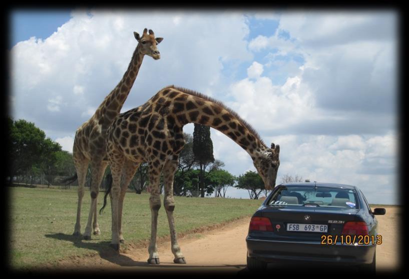 Wildlife Tour Package Feel the excitement of seeing the majestic animals prowling in their
