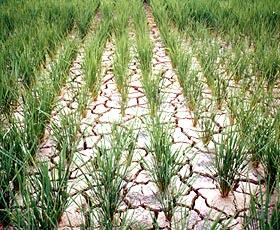 Drought in Paddy Field Source: