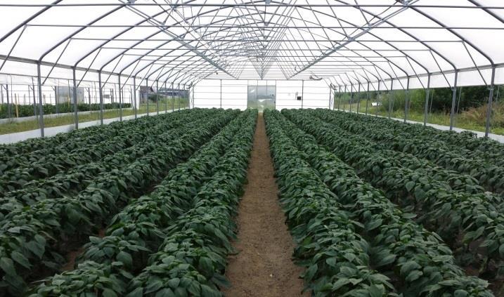 1.2. Project idea Ministry of Economy of the Central Bosnia Canton Project idea is that you can set ten professional greenhouses dimension (100m x 12m = 1.