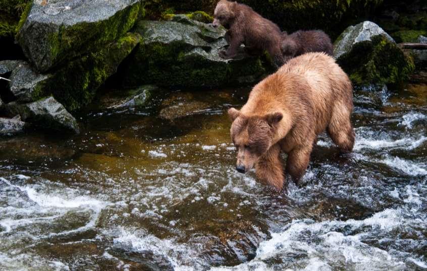 Indeed, Admiralty Island is home to the highest concentration of brown bears in the world; more than all the lower 48 states combined.