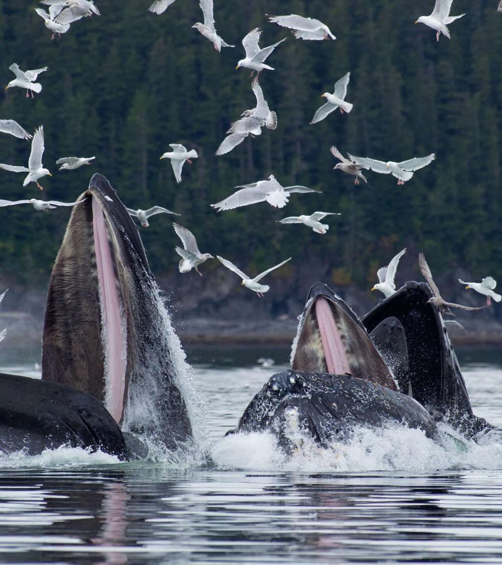 WHALES & WILDERNESS EXPLORATION 4 HOURS Southeast Alaska is a spectacular place of islands, glaciers, and rugged mountain peaks stunning features that cradle diverse natural habitats that are home to