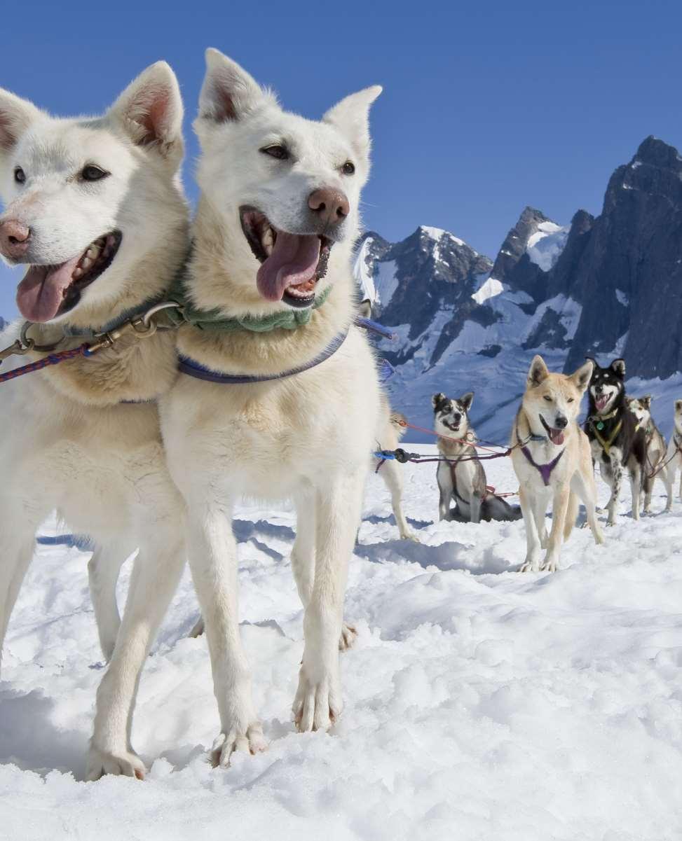 PRIVATE DOGSLED TOUR 3 HOURS This adventure offers a spectacular helicopter flight combined with the opportunity to partake in the quintessential Alaskan experience dog sledding.