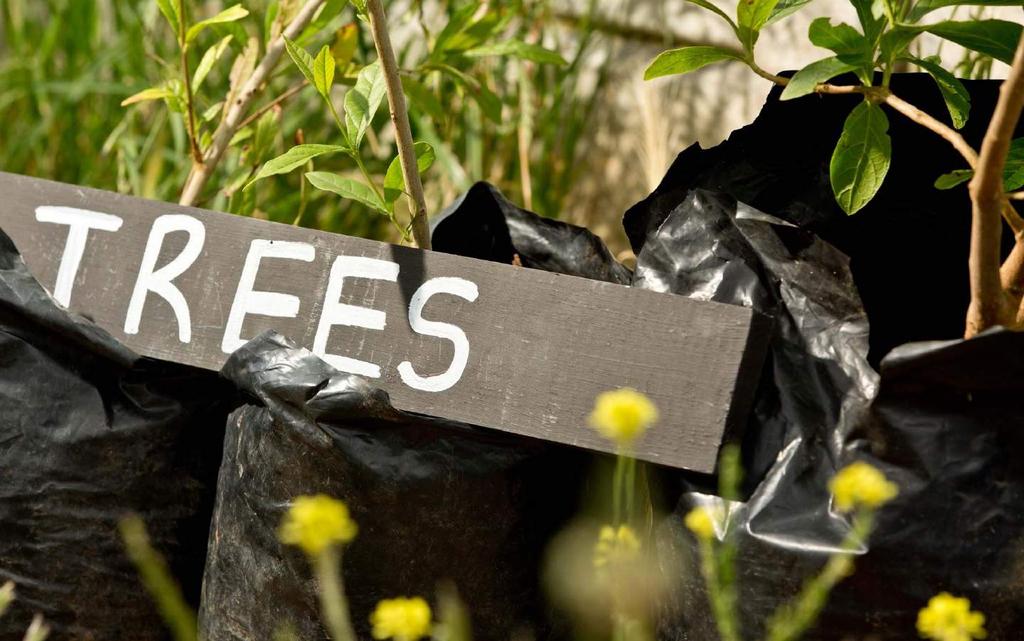 Trees for Fees Raise funds for trees and get your programme fee discounted or free!