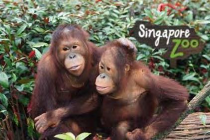 4. Places of Interest Singapore Zoo With a reputation of being the best rainforest zoo in the world, the Singapore Zoo houses 3,000 animals in a natural living environment so visitors can enjoy the