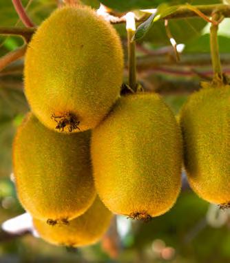 Horticulture Northland s subtropical climate and wide diversity of soil types result in a huge selection of crops thriving in the area. Northland s largest crop is kiwifruit, with around 3.